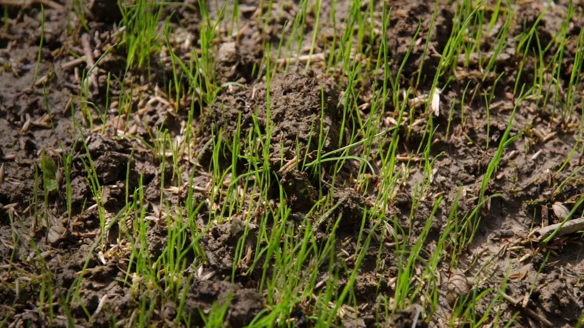 Is Your Lawn Ready for Spring? How to Prepare Your Garden in Inner West Sydney Before the Season Turns