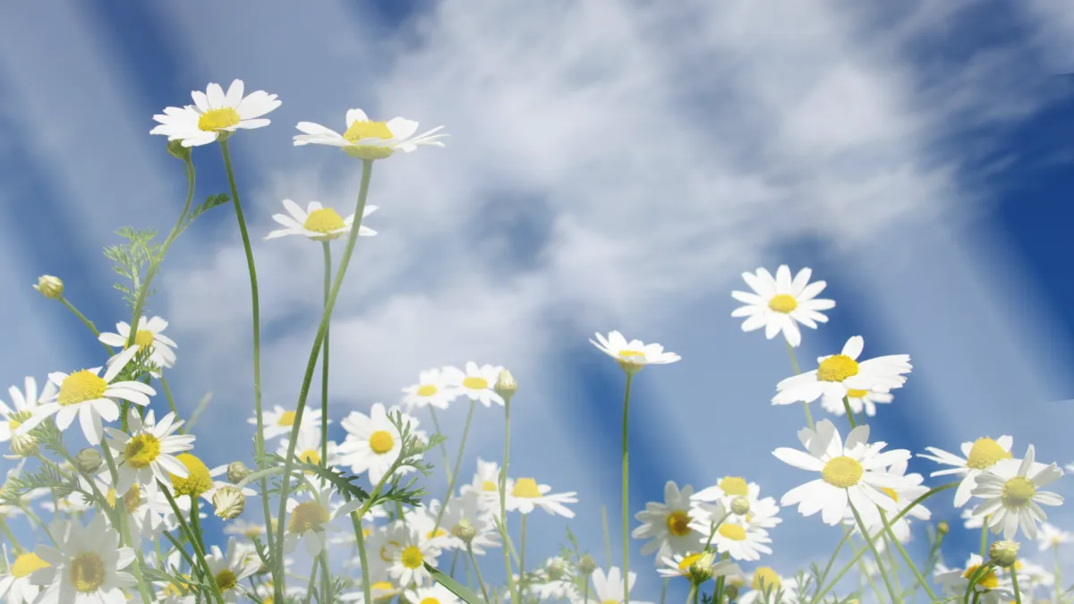 Spring Planting Guide for Inner West Sydney Gardens.