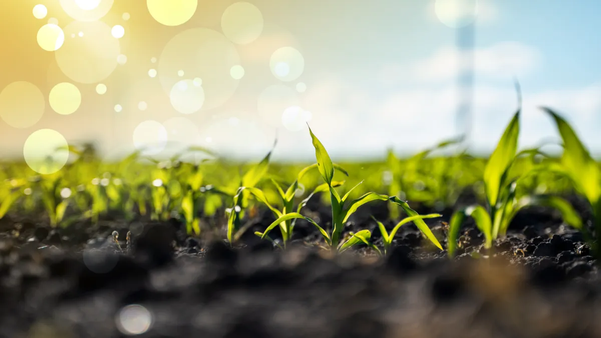 The Role of Soil Health in a Thriving Spring Garden