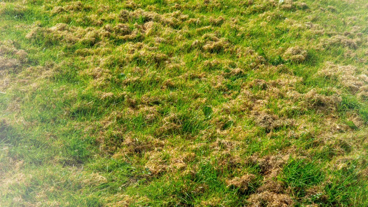 Spring Lawn Revival: How to Bring Your Inner West Sydney Lawn Back to Life After Winter