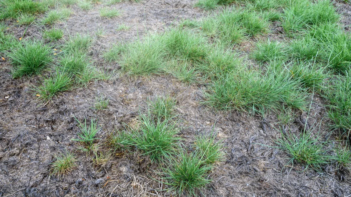 Common Lawn Diseases in Sydney and How to Prevent Them This Spring