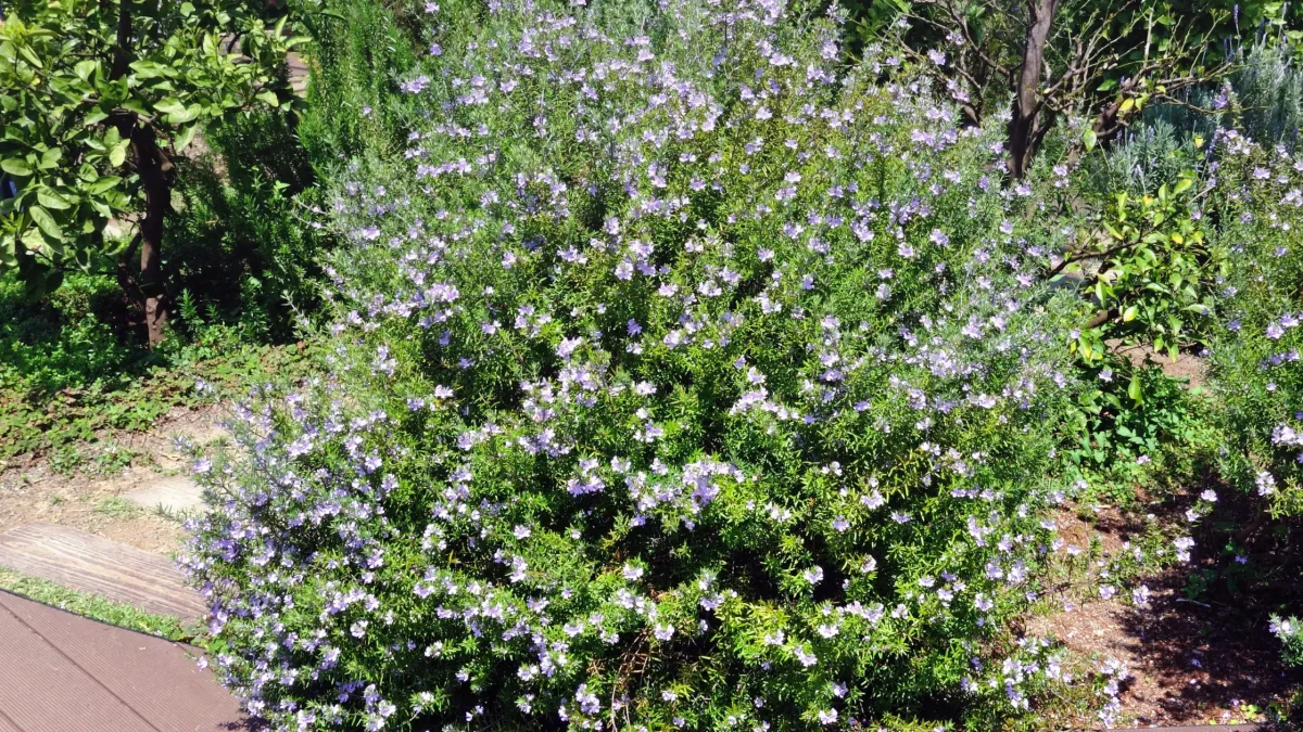 Flowering Shrub Pruning: Tips Every Sydney Homeowner Should Know