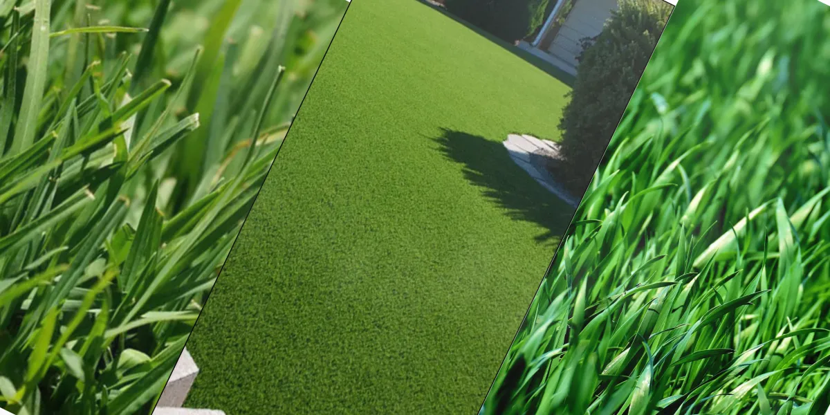 Soft Grass Types Perfect for Family Lawns in Sydney