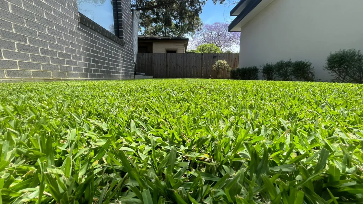 Summer Lawn Care Tips for Inner West Sydney: Keep Your Grass Green in the Heat