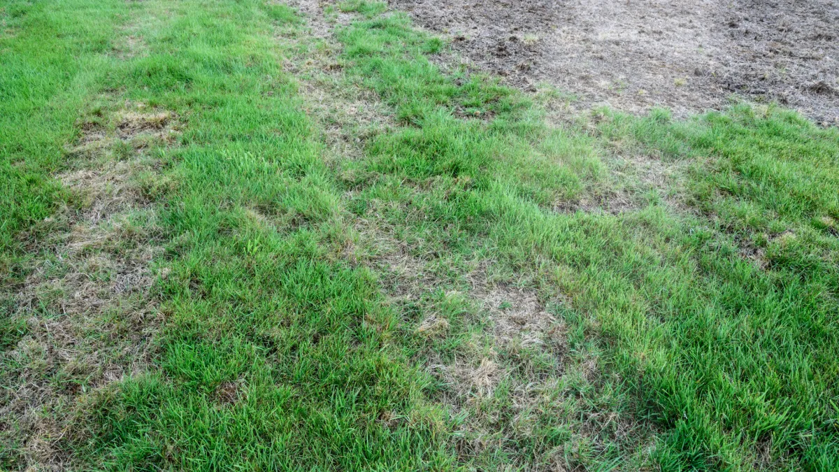 Summer Lawn Diseases to Watch For in Sydney: How to Protect Your Yard from Brown Patch, Dollar Spot & Leaf Spot