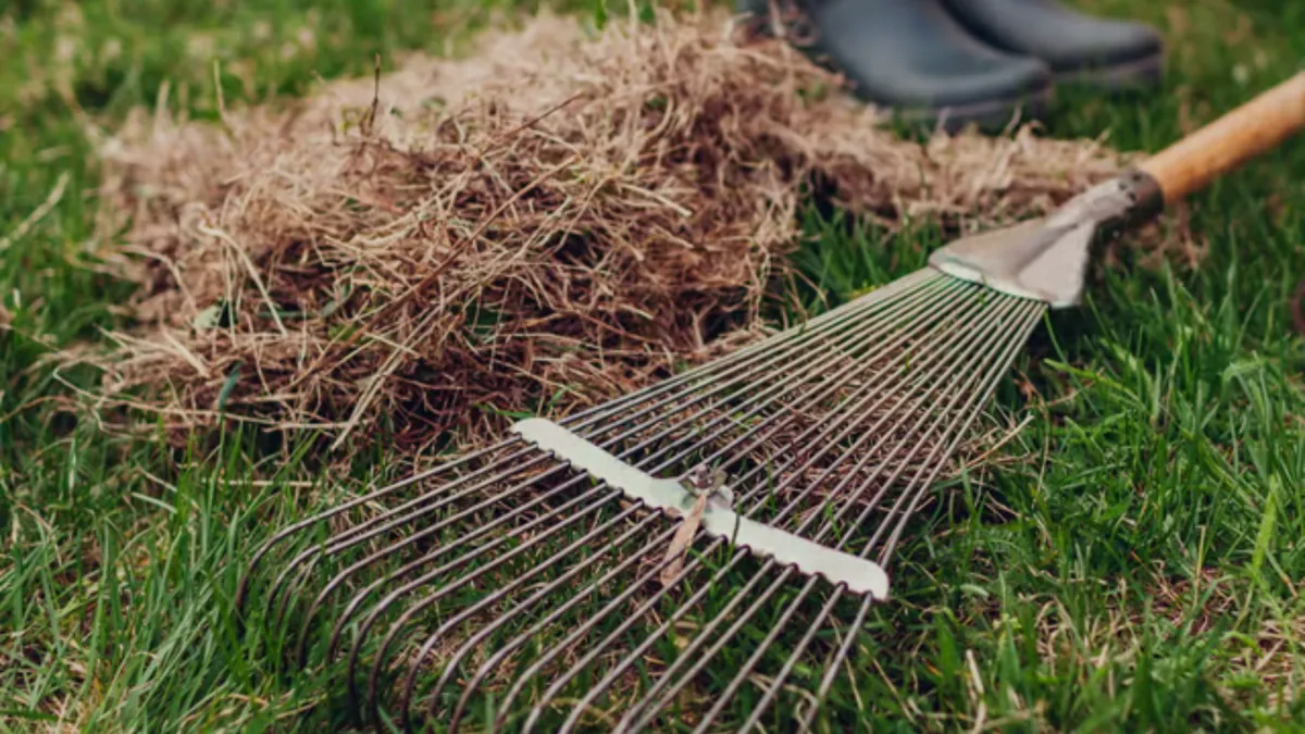 Summer Lawn Thatch Control Tips: Keep Your Inner West Sydney Lawn Healthy