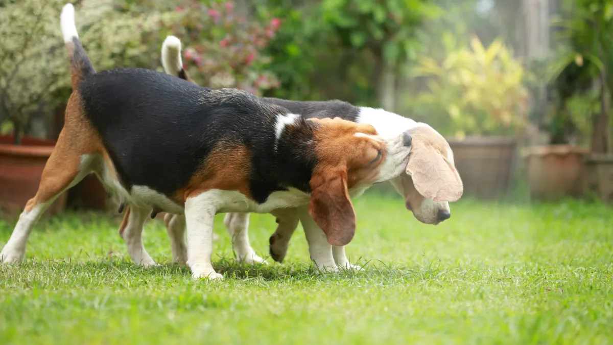 Preventing Lawn Burn from Pets During Summer: Tips for a Lush, Green Lawn