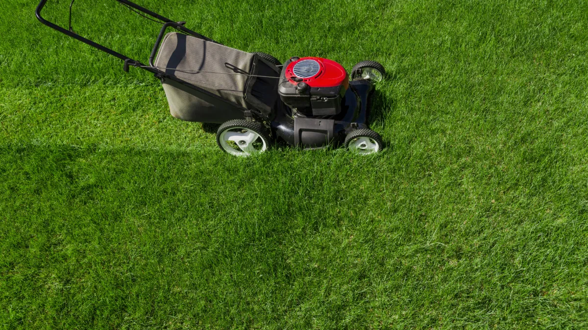 Why Your Lawn Grows Faster in Summer: A Guide for Inner West Sydney Homeowners