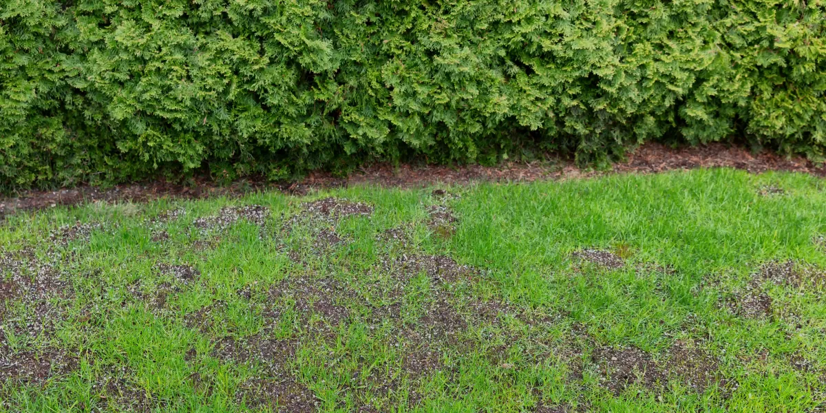 Summer Lawn Repair: Fixing Brown Patches Fast in Inner West Sydney