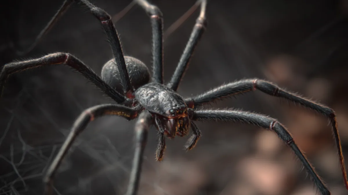 An image of a spider