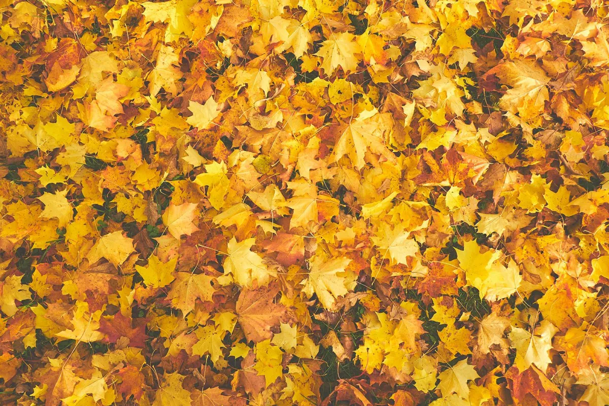 Leaves on the ground