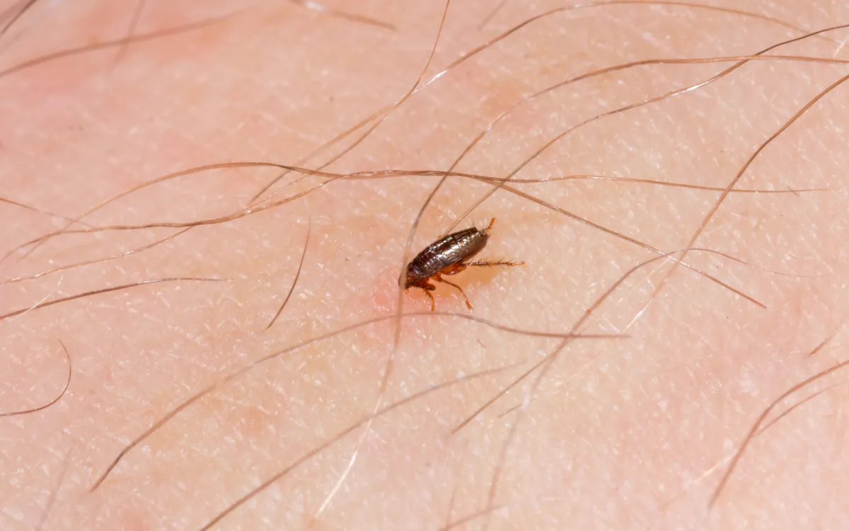 Flea Control Perth – Flea Infestation Treatment