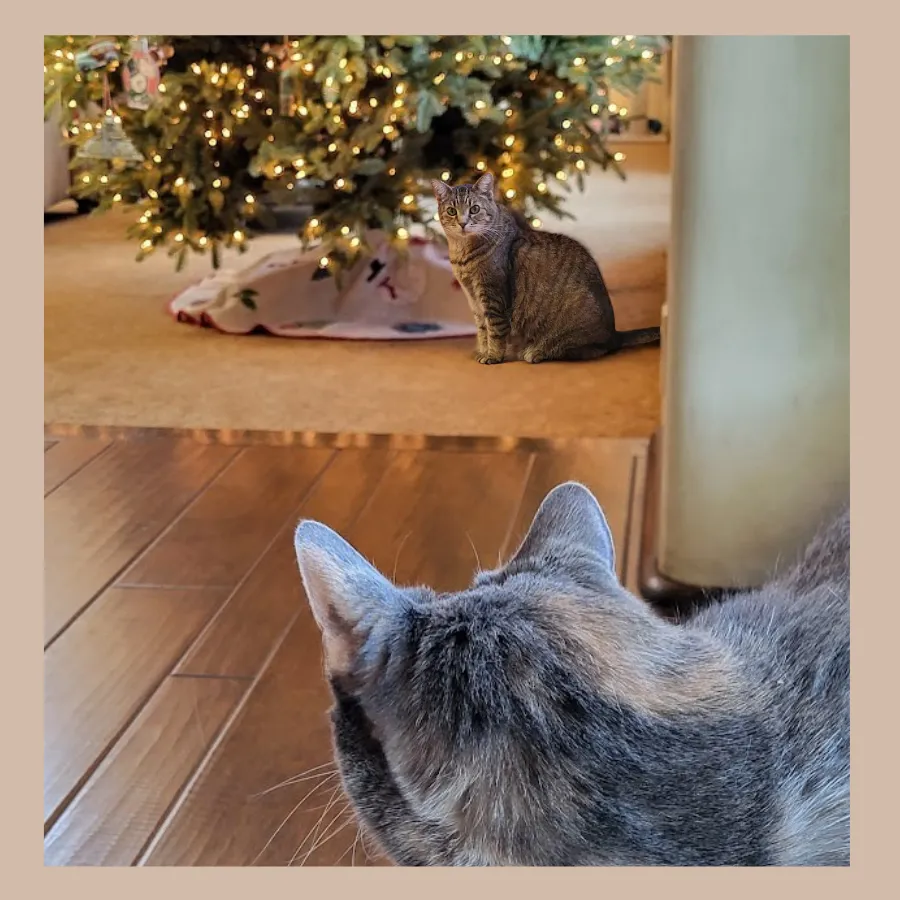 Helping Pets Stay Calm During the Holidays | Fear Free™ Pet Care Tips