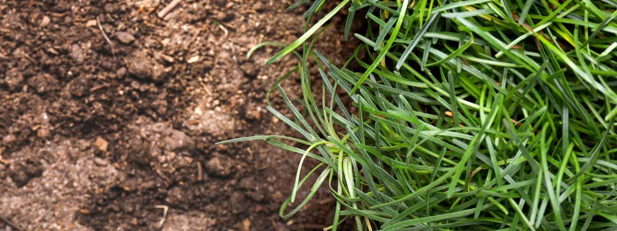 Close-up image showing a side-by-side contrast between healthy green grass and bare, compacted soil—illustrating the impact of soil quality on lawn health.