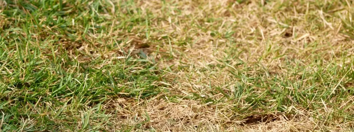 About Lawn Problems in Baltimore: Practical Solutions
