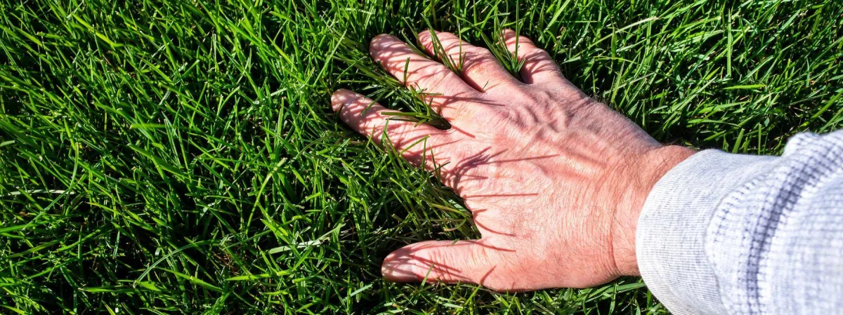 Nutrient Management Secrets for a Lush Lawn in Baltimore: A Complete Guide