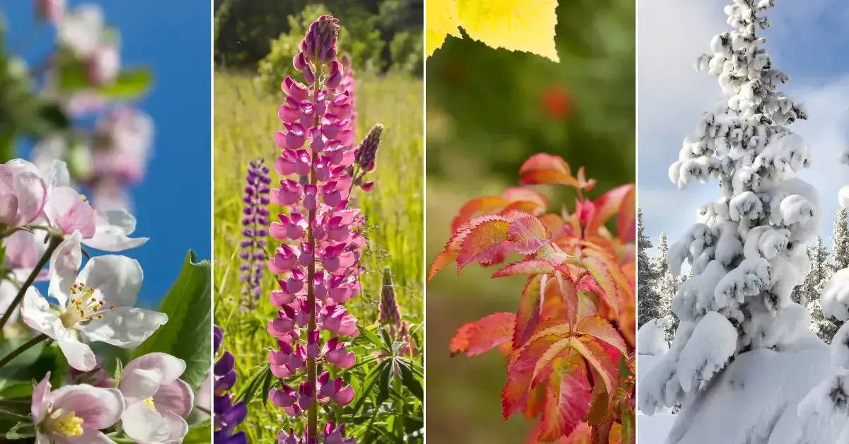 A four-panel collage representing the seasons: spring with pink apple blossoms, summer with tall pink and purple lupine flowers, autumn with red and orange foliage, and winter with snow-covered evergreen trees.