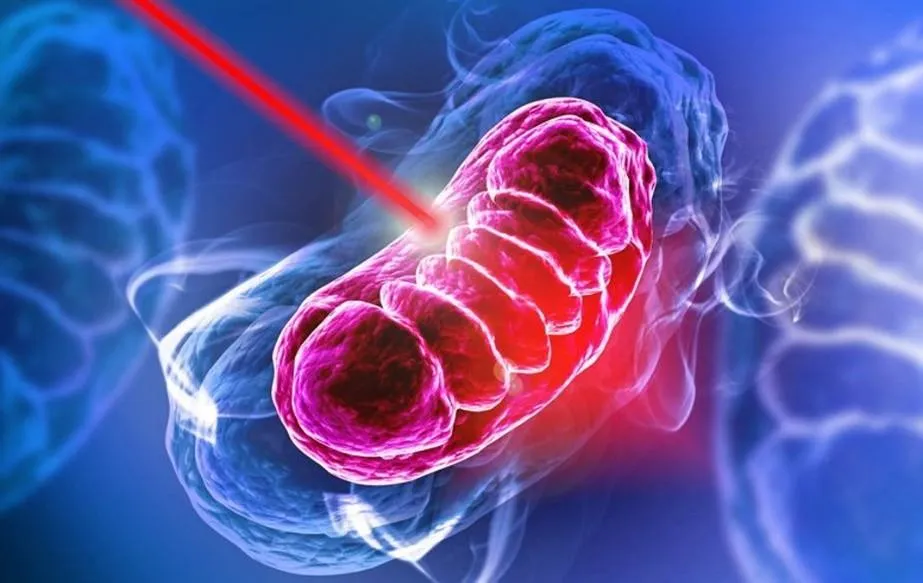 The Key to Health: Optimizing Cellular Energy Production