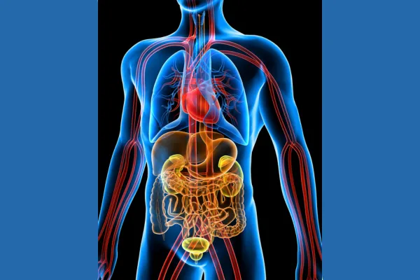 The Path of Digestion: How Your Body Transforms Food into Energy