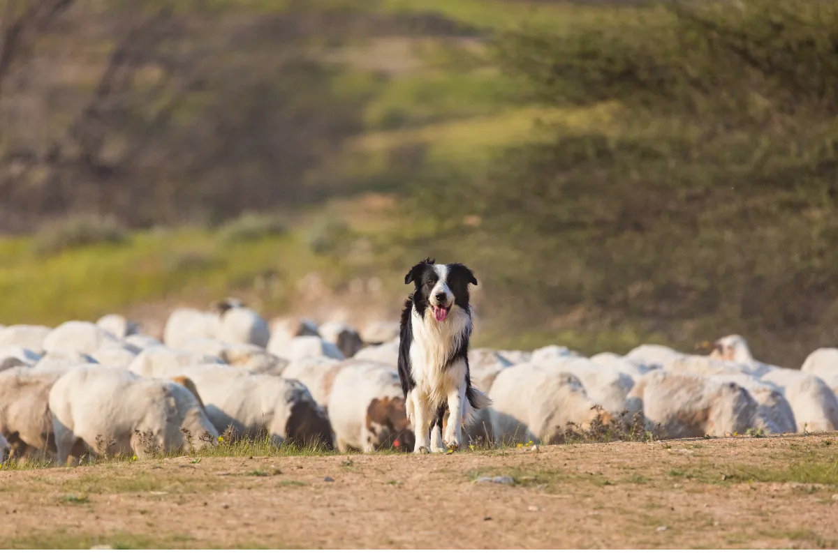 New to Herding? Understanding Instinct & Balance in Your Stock Dog (Start Here)