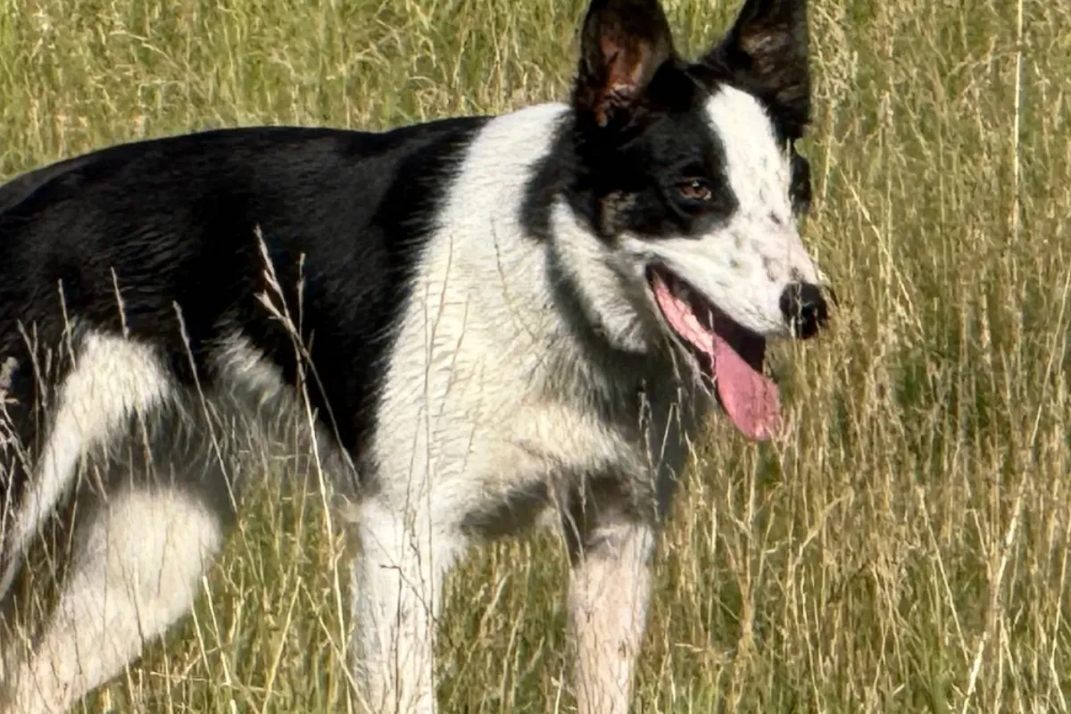She Looks Ready… But She’s Not — Why Patience Builds Better Stock Dogs