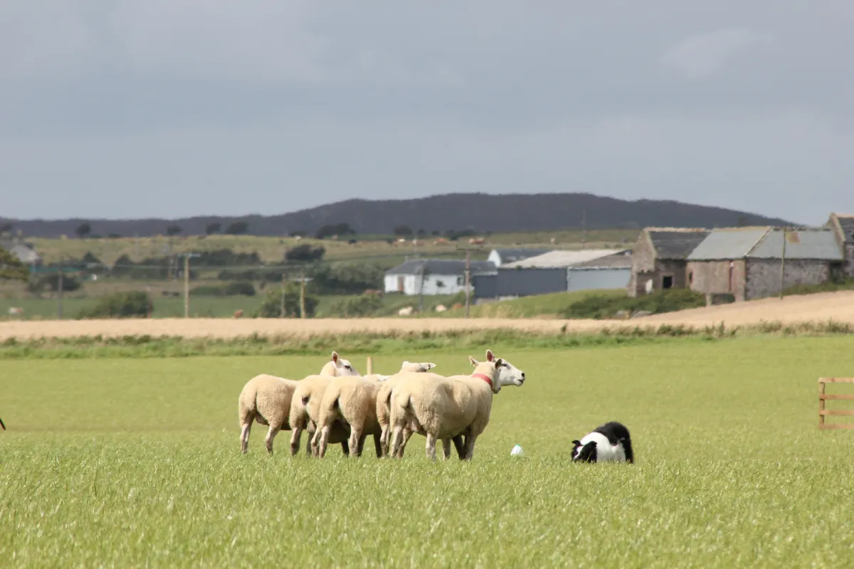 Will all stock dogs be successful at herding?