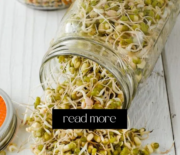 All You Need to Know About Lentil Sprouts for Chickens