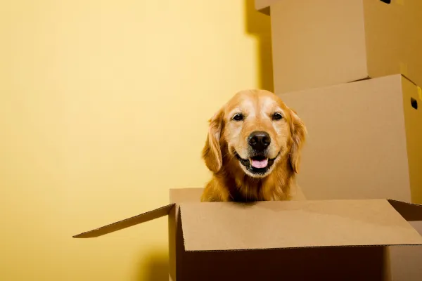 Conseils pour déménager avec un animal : préparation, confort, sécurité et transition en douceur.