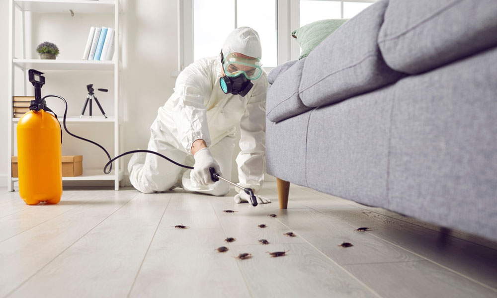 Professional Pest Control Services save your home and health