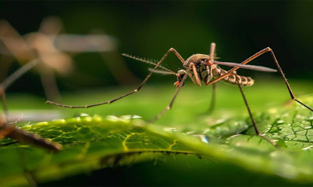 How can you stay safe from chikungunya and dengue viruses this season