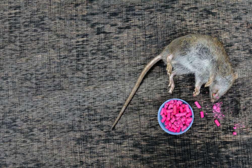 How ECO Services Expert Can Control Common Rodent Problems?