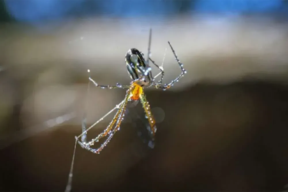 Preparing for Mosquitoes in Winter Season