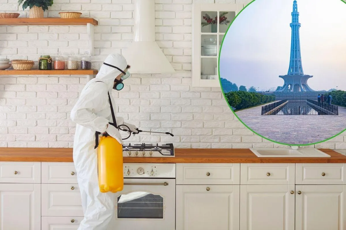 Termite Treatment Services Prices in Lahore (2025) | Detailed Cost Guide