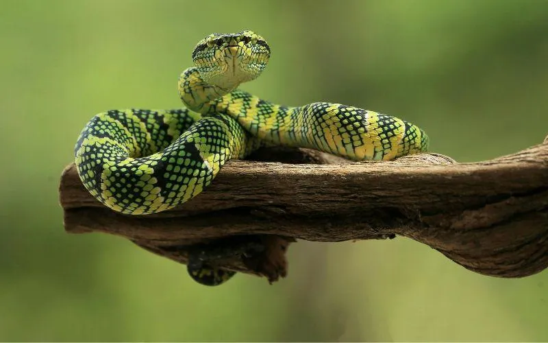 Snake Control Services in Pakistan 2025 | UPDATED Pices & Experts