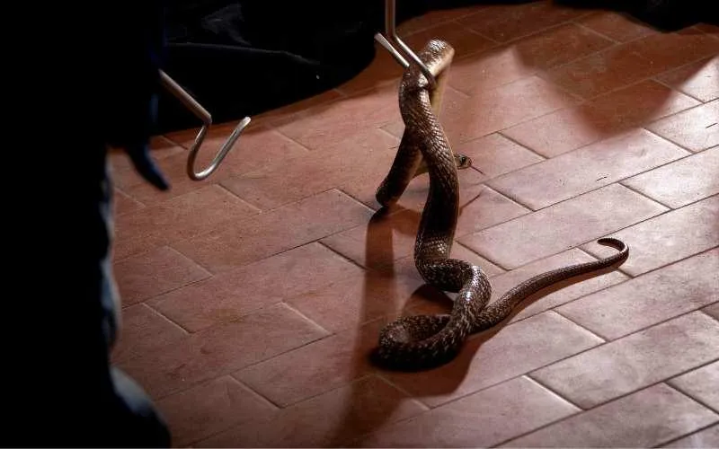 Snake Control Price in Rawalpindi | Complete Guide 2025