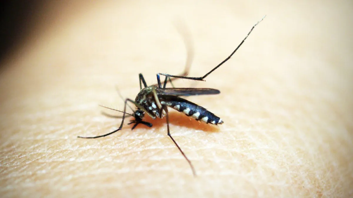 Mosquito Control Prices in Karachi (2025 Updated Guide)