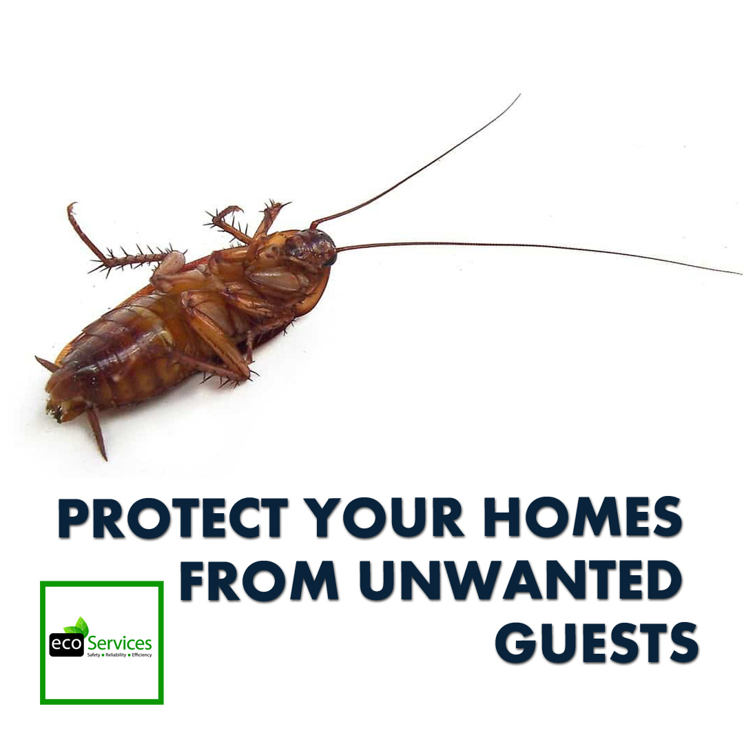 Say Goodbye to Pests and Dirt with ECO Services