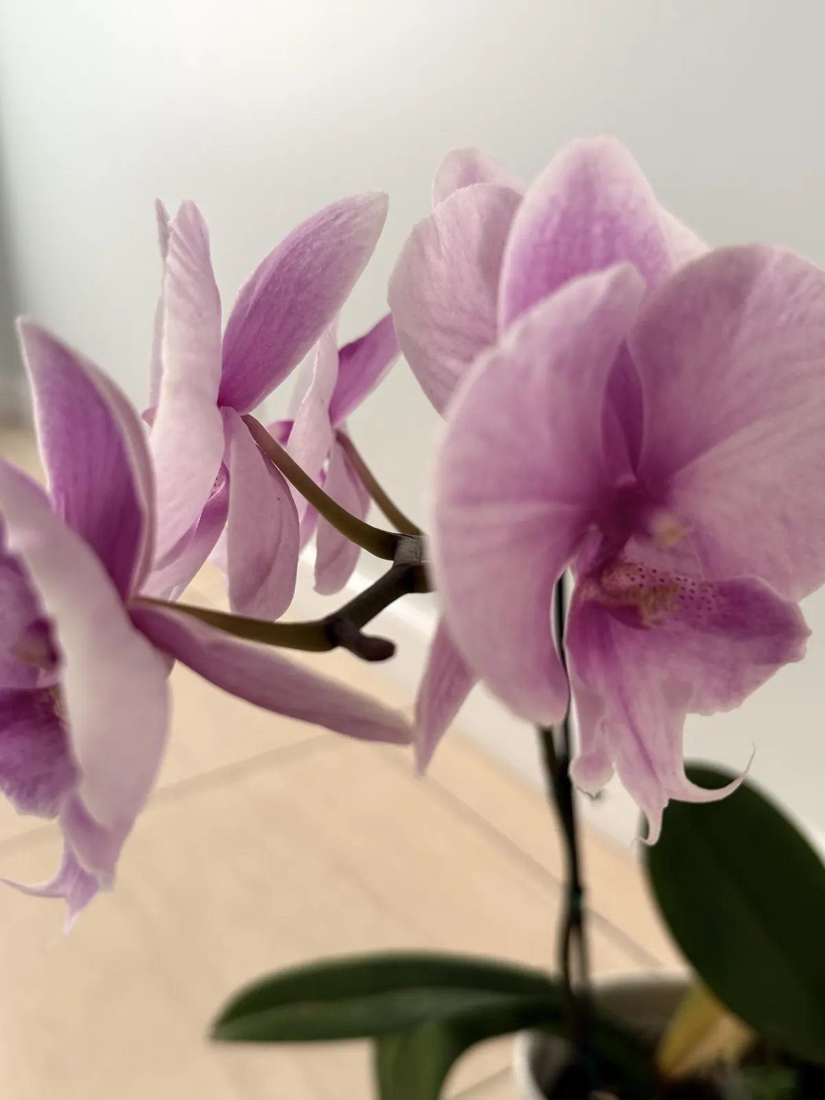 Pink Orchids at home