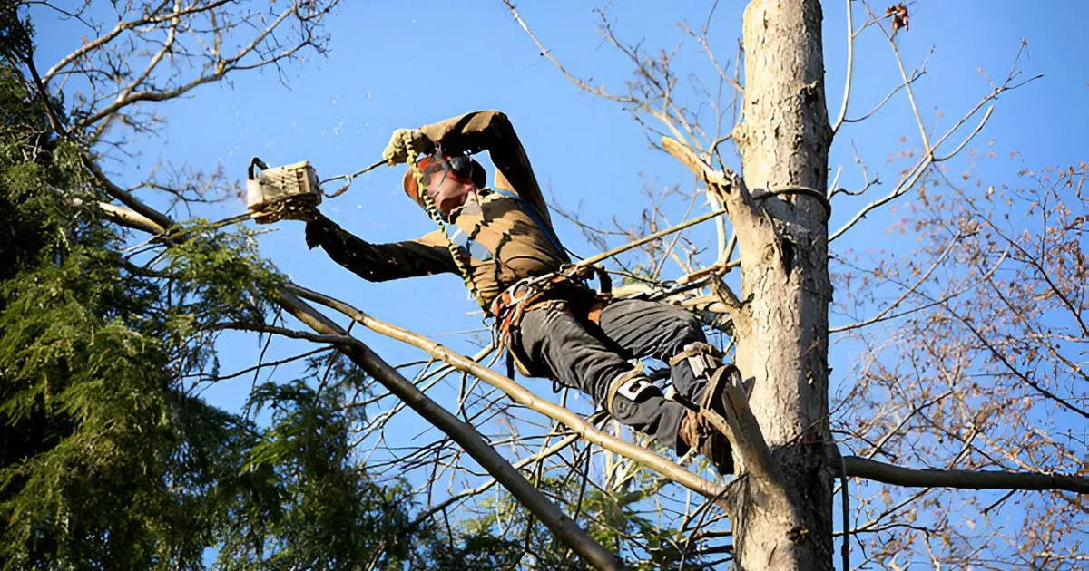 tree trimming near me