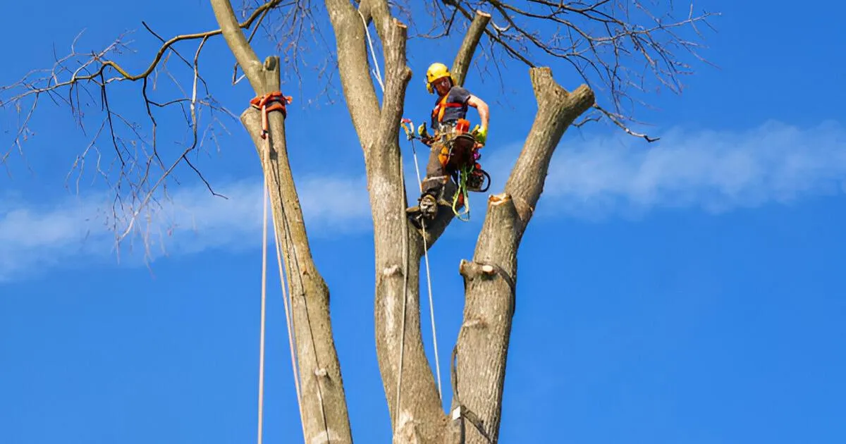 tree pruning valdosta