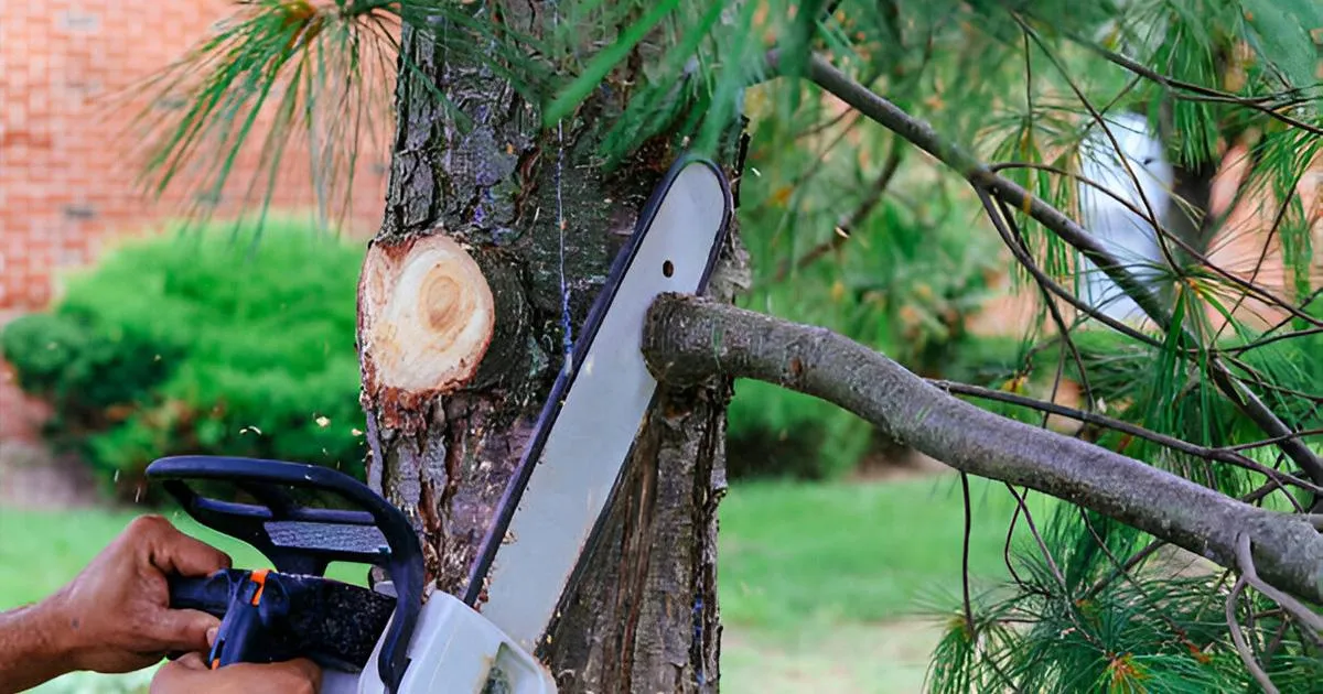 Tree trimming company near me