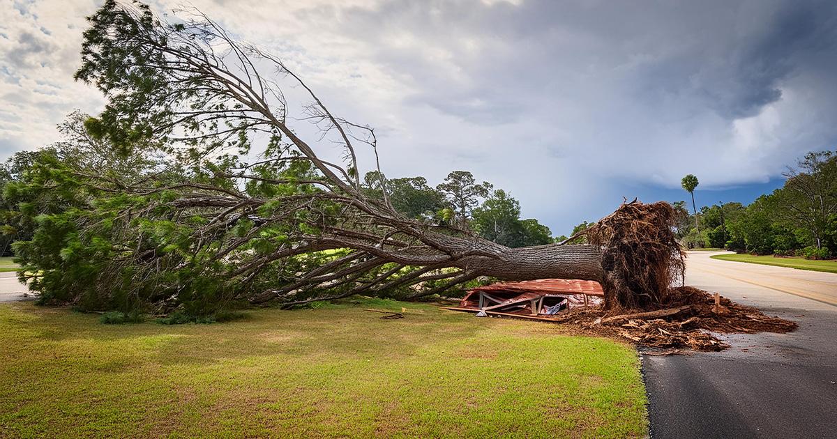 expert emergency tree service