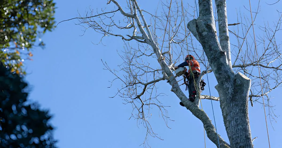 tree trimming vca