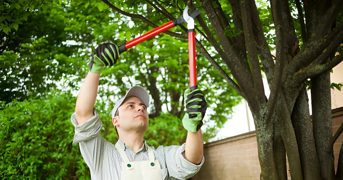 arborist near you
