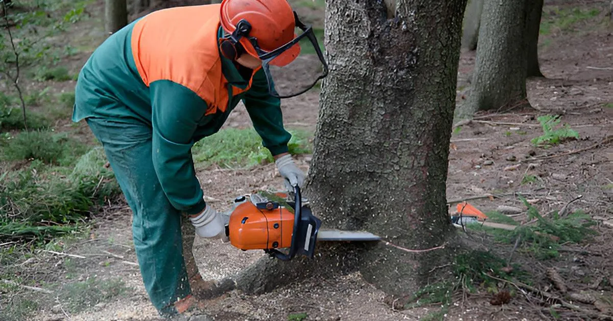 tree cutting valdosta