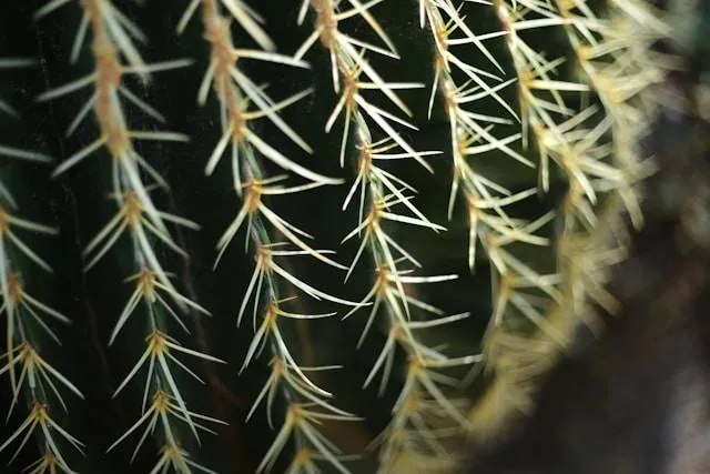 A close up of a green prickly cactus to signify difficulty