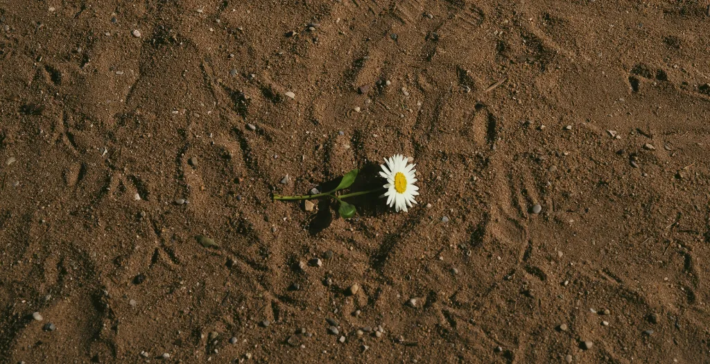 Single white daisy lying on dry, cracked soil, symbolizing resilience in harsh conditions. -  Photo by Mohamed B. on Unsplash - Hopemakers Collective