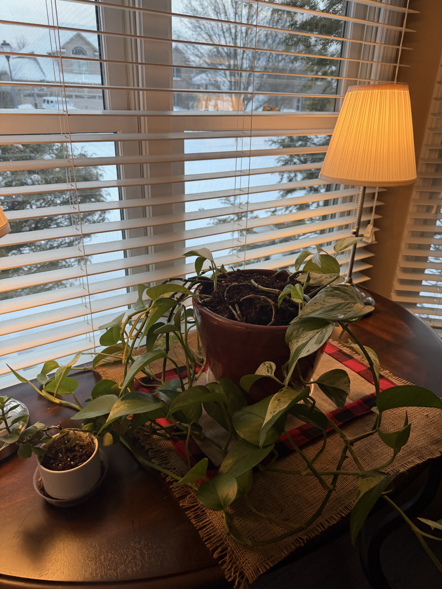 Tradition - what my Grandma's plant has taught me.