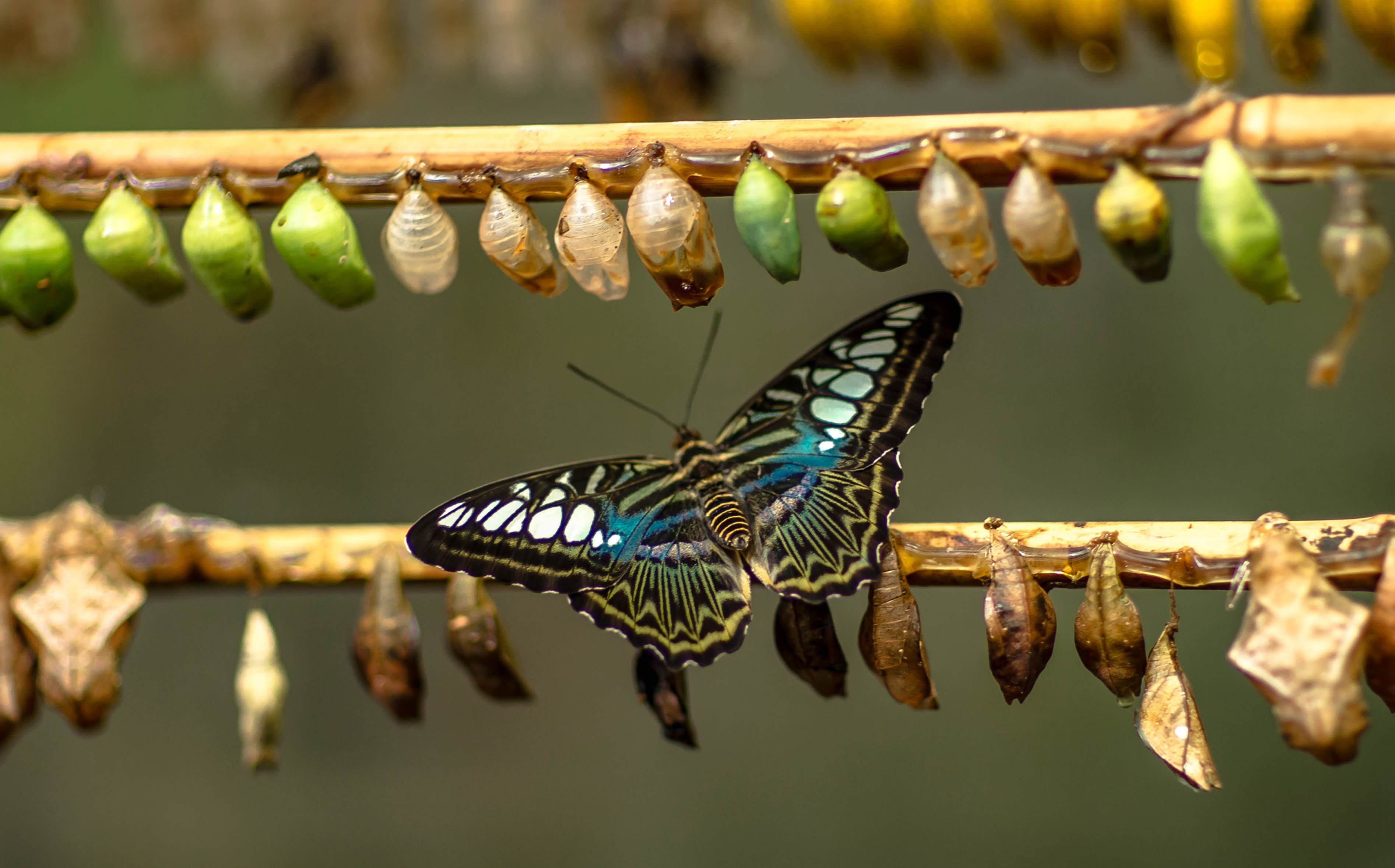 Ch-ch-changes! The importance of getting good at changing.