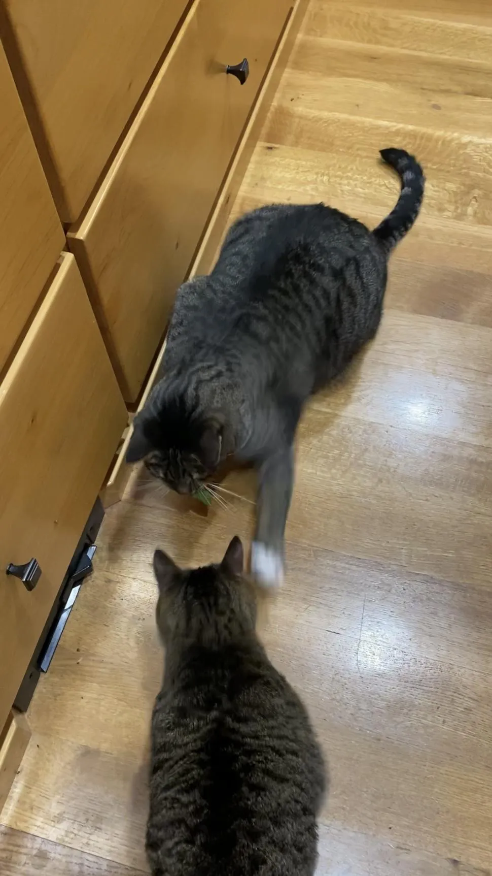 tiger swats stripe